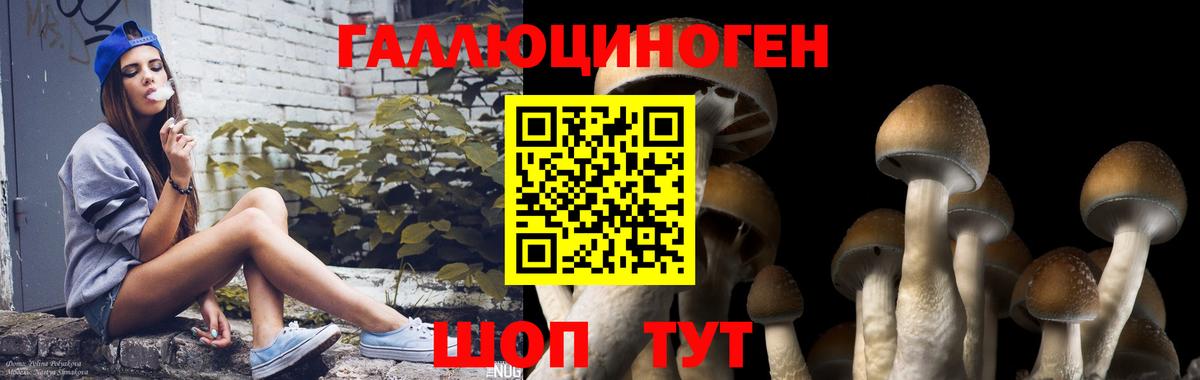 Псилоцибиновые грибы Psilocybine cubensis Людиново